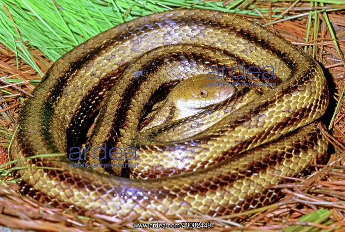  : Yellow Rat Snake