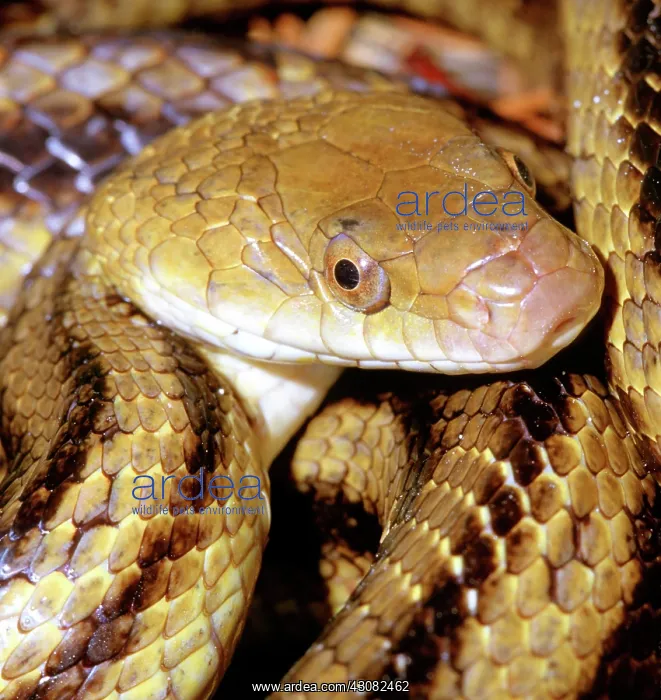 : Yellow Rat Snake : Yellow Rat Snake
