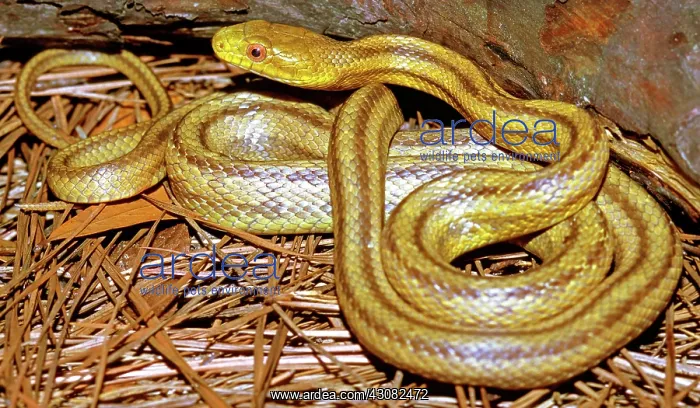 : Yellow Rat Snake : Yellow Rat Snake