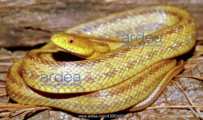 : Yellow Rat Snake