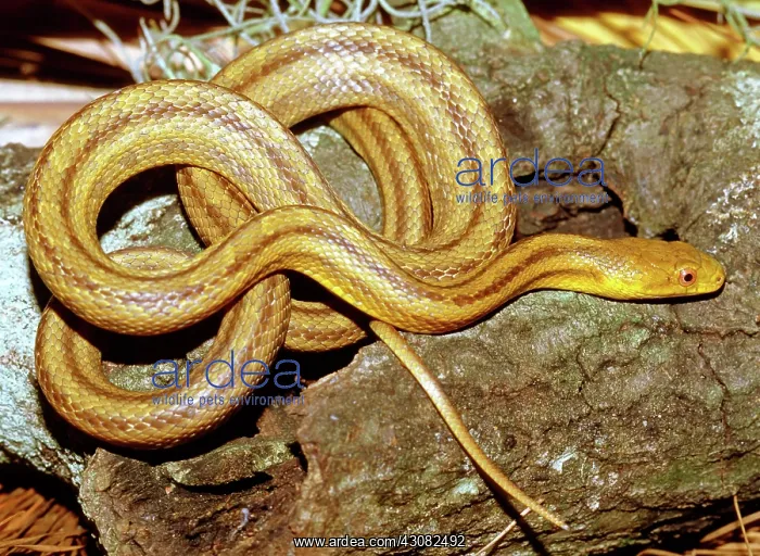  : Yellow Rat Snake