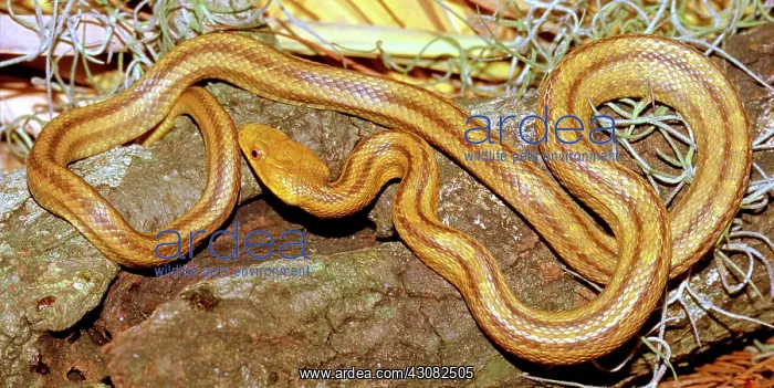 : Yellow Rat Snake : Yellow Rat Snake