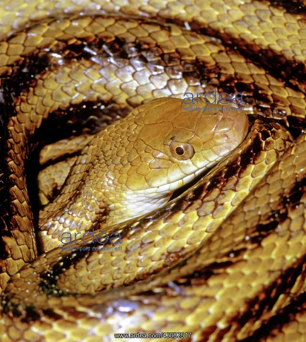 : Yellow Rat Snake : Yellow Rat Snake