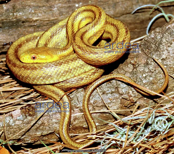 : Yellow Rat Snake : Yellow Rat Snake