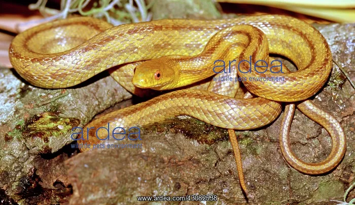 : Yellow Rat Snake : Yellow Rat Snake