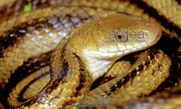  : Yellow Rat Snake