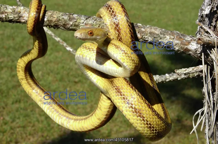 : Yellow Rat Snake : Yellow Rat Snake