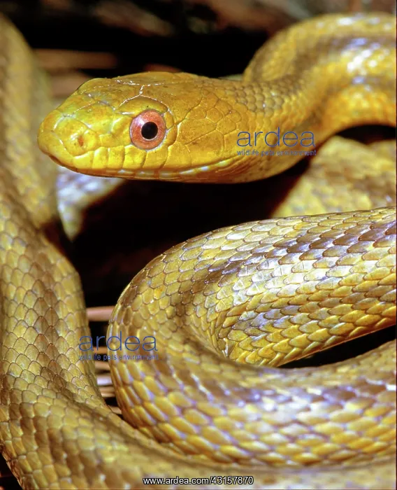 : Yellow Rat Snake : Yellow Rat Snake