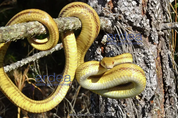 : Yellow Rat Snake : Yellow Rat Snake