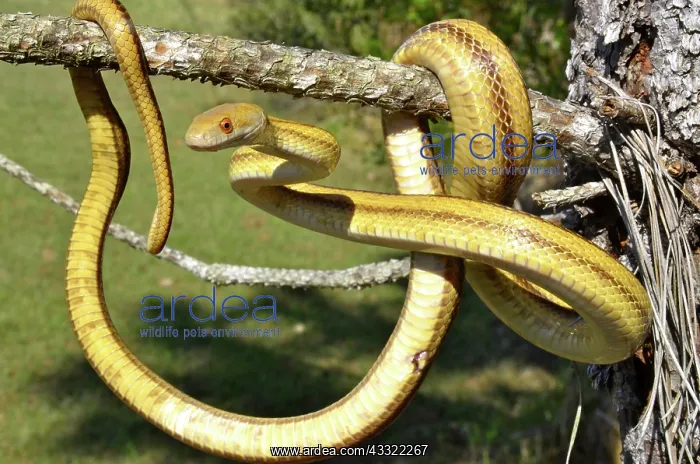  : Yellow Rat Snake