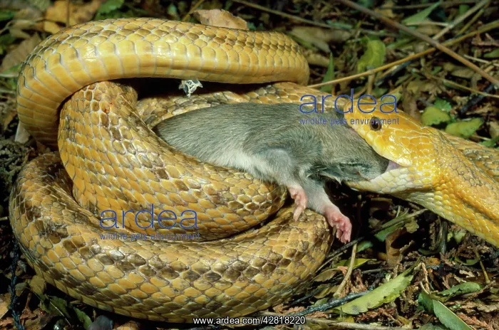 : Yellow Rat Snake - with rat prey in mouth : Yellow Rat Snake - with rat prey in mouth