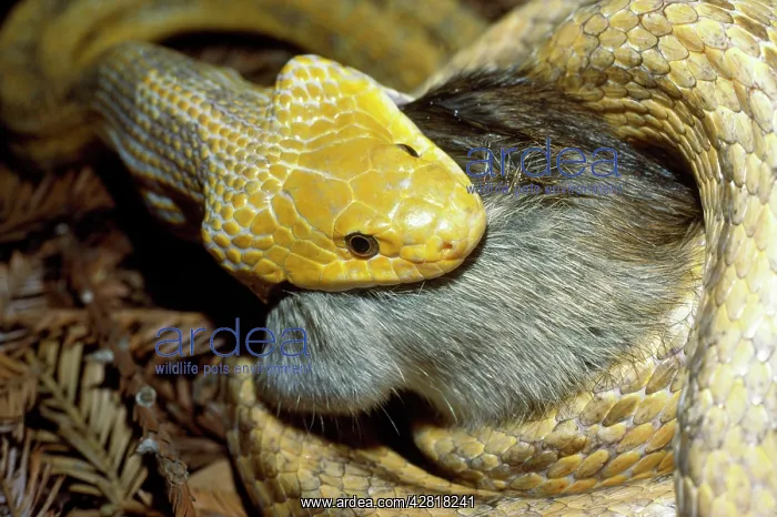 : Yellow Rat Snake - with rat prey in mouth : Yellow Rat Snake - with rat prey in mouth