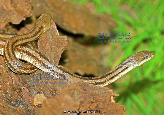 : Yellow Rat Snakes : Yellow Rat Snakes