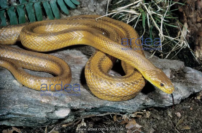 : Yellow Ratsnake : Yellow Ratsnake
