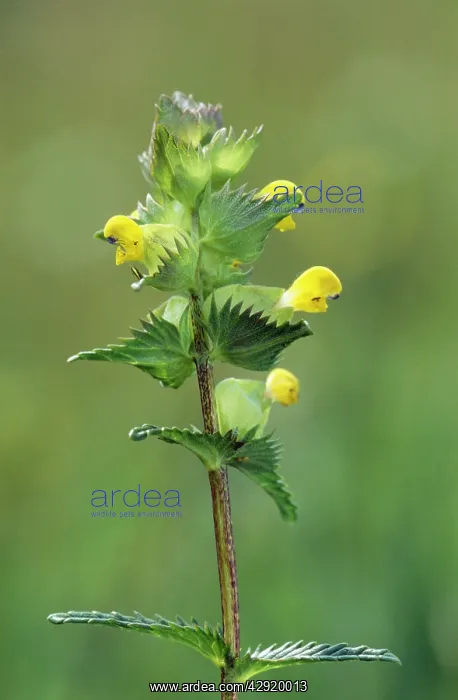  : YELLOW RATTLE