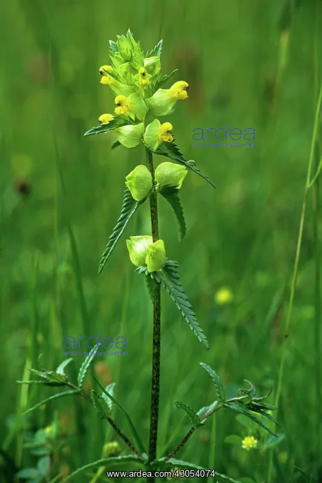 : Yellow Rattle : Yellow Rattle