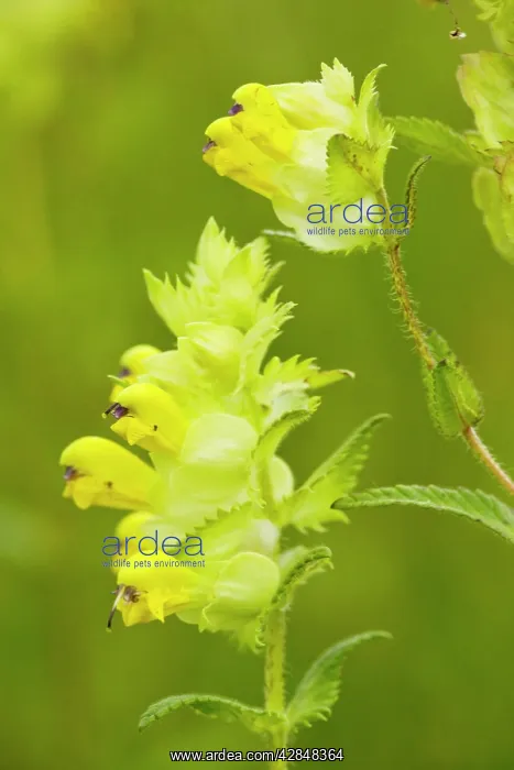 : Yellow Rattle / Hay Rattle : Yellow Rattle / Hay Rattle