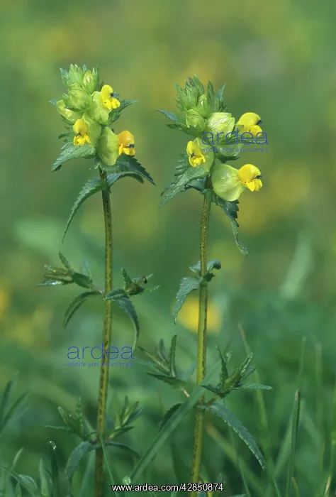 : Yellow-rattle / Hay-rattle / Rattle-basket - in flower : Yellow-rattle / Hay-rattle / Rattle-basket - in flower