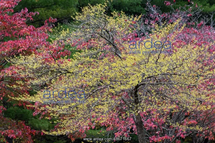: Yellow and red autumn leaves, Kentucky : Yellow and red autumn leaves, Kentucky
