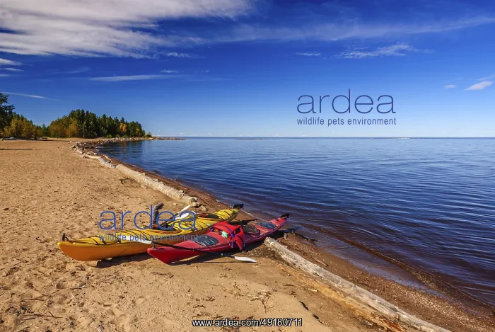 : Yellow and red kayaks pulled up on the sandy beach on the shouth shore of Great Slave Lake near Hay River : Yellow and red kayaks pulled up on the sandy beach on the shouth shore of Great Slave Lake near Hay River
