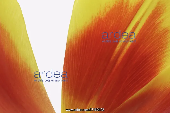: Tulip. Yellow and red tulip (Tulipa sp) against a white background, The Netherlands : Tulip. Yellow and red tulip (Tulipa sp) against a white background, The Netherlands