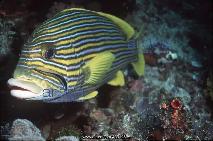 : Yellow-Ribbon Sweetlips Fish and cleaner wrasse : Yellow-Ribbon Sweetlips Fish and cleaner wrasse