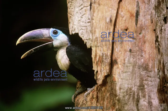 : Yellow-ridged Toucan : Yellow-ridged Toucan