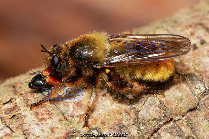 : Yellow robber fly Yellow murder fly with prey sitting : Yellow robber fly Yellow murder fly with prey sitting