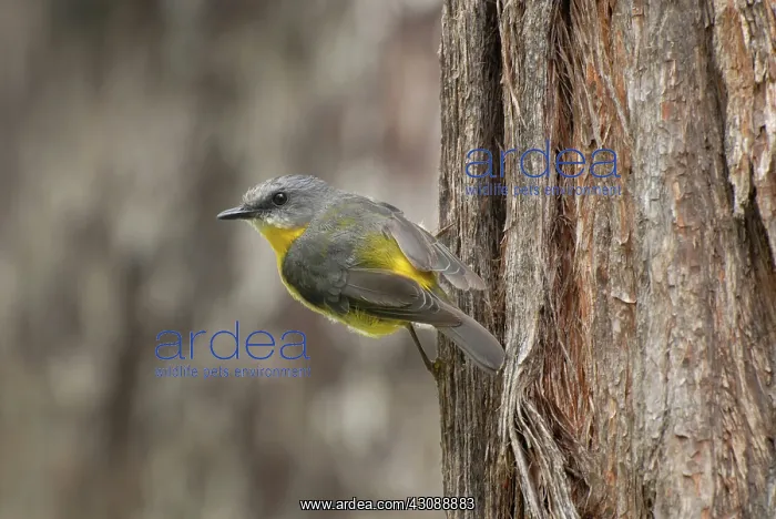 : Yellow Robin : Yellow Robin
