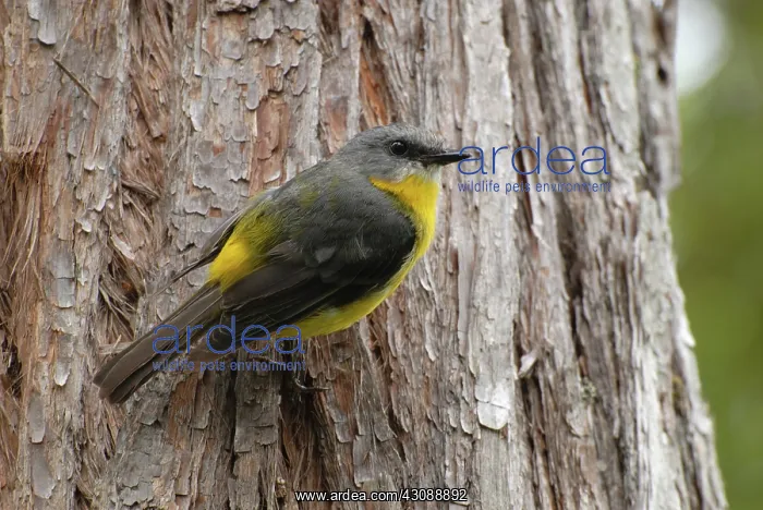 : Yellow Robin : Yellow Robin
