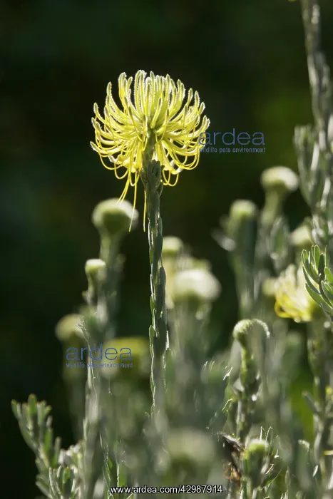 : Yellow Rocket Pincushion. Cape area, South Africa : Yellow Rocket Pincushion. Cape area, South Africa