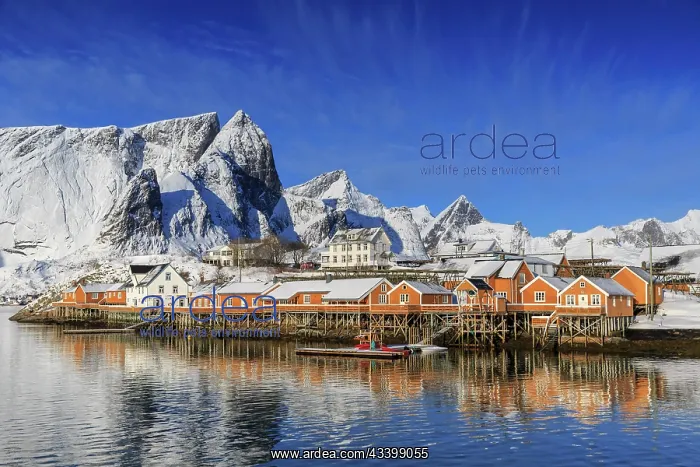 : Yellow rorbuer in winter, fishermens huts, snow-capped : Yellow rorbuer in winter, fishermens huts, snow-capped