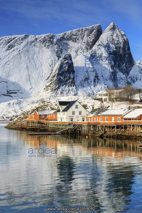 : Yellow rorbuer in winter, fishermens huts, snow-capped : Yellow rorbuer in winter, fishermens huts, snow-capped