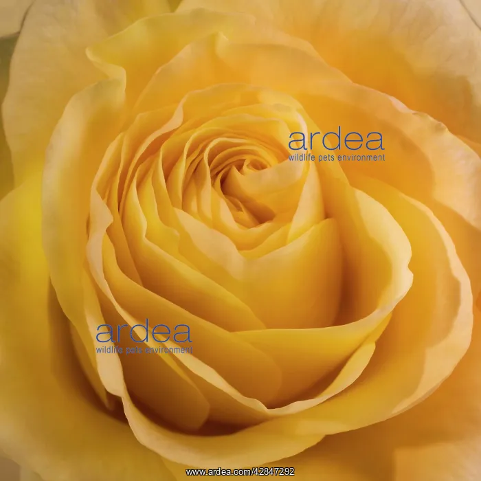  : Yellow Rose