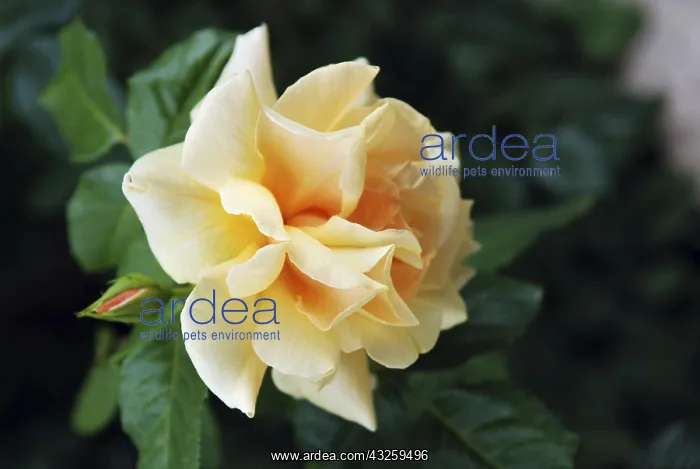 : Yellow rose flower : Yellow rose flower