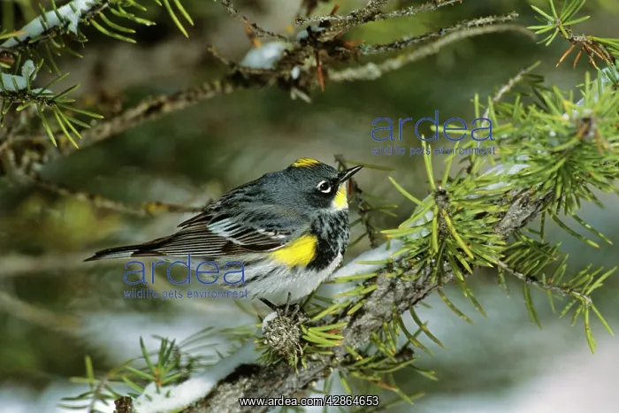 : Yellow-rumped / Audubon's Warbler : Yellow-rumped / Audubon's Warbler