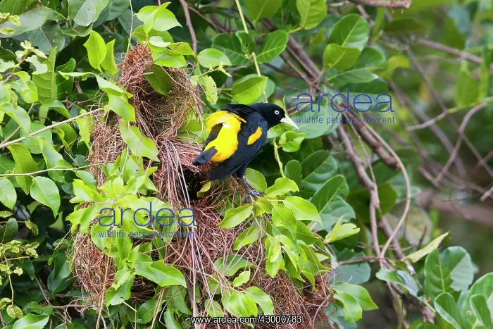 : Yellow-rumped Cacique : Yellow-rumped Cacique