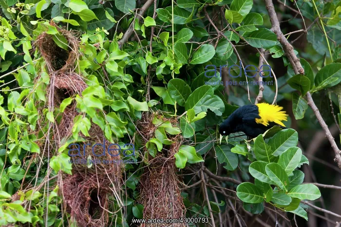 : Yellow-rumped Cacique : Yellow-rumped Cacique