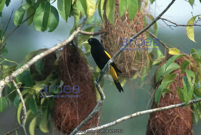 : Yellow-rumped Cacique : Yellow-rumped Cacique
