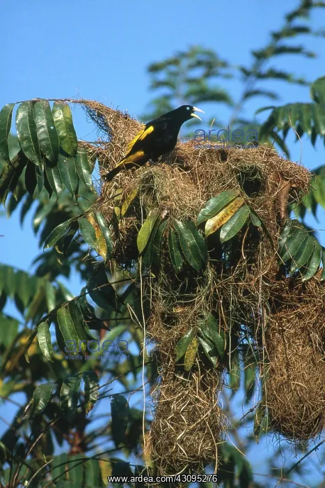 : Yellow-rumped Cacique : Yellow-rumped Cacique
