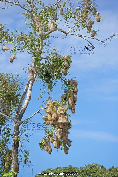 : Yellow-rumped Cacique colony : Yellow-rumped Cacique colony