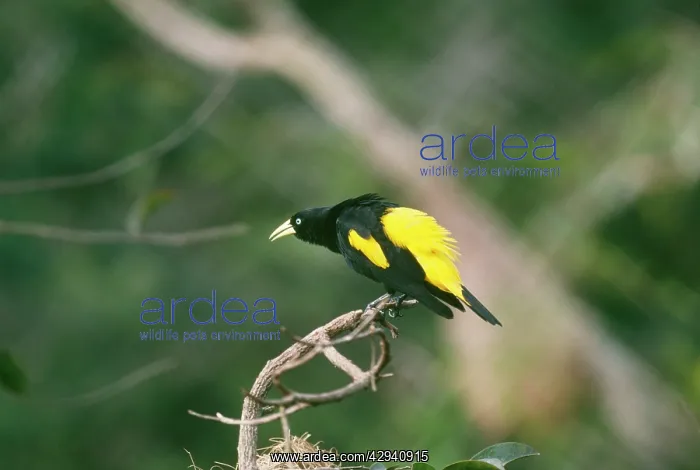 : Yellow Rumped Cacique - male displaying : Yellow Rumped Cacique - male displaying