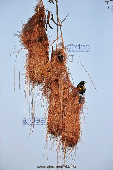 : Yellow-rumped Cacique nest Pantanal area Mato Grosso : Yellow-rumped Cacique nest Pantanal area Mato Grosso