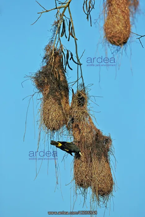 : Yellow-rumped Cacique nest Pantanal area Mato Grosso : Yellow-rumped Cacique nest Pantanal area Mato Grosso