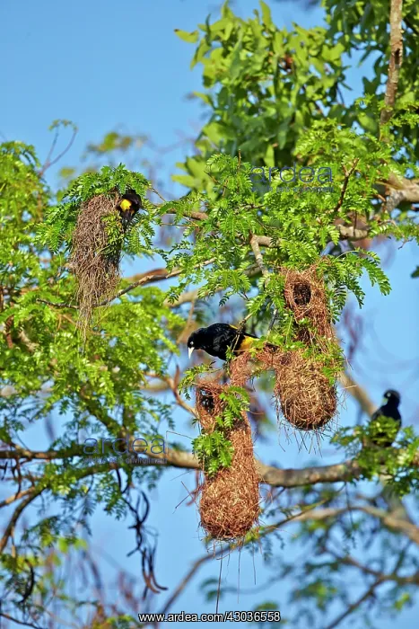 : Yellow-rumped Cacique nest Pantanal area Mato Grosso : Yellow-rumped Cacique nest Pantanal area Mato Grosso