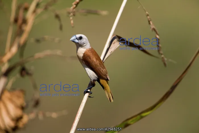 : Yellow-rumped Mannikin : Yellow-rumped Mannikin