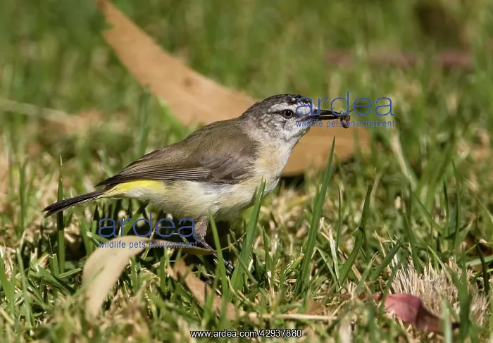 : Yellow-rumped Thornbill : Yellow-rumped Thornbill