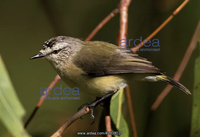 : Yellow-rumped Thornbill : Yellow-rumped Thornbill