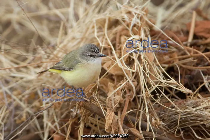: Yellow-rumped Thornbill : Yellow-rumped Thornbill