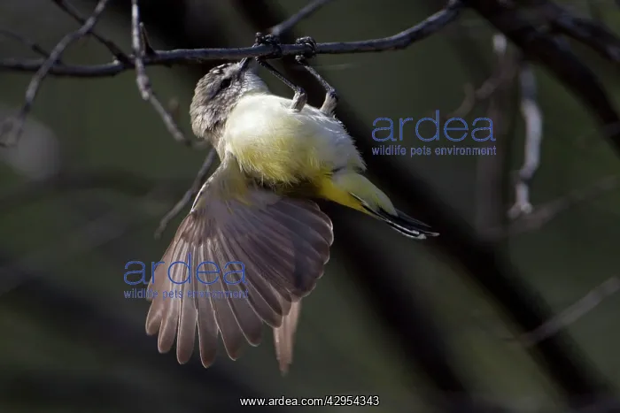 : Yellow-rumped Thornbill : Yellow-rumped Thornbill